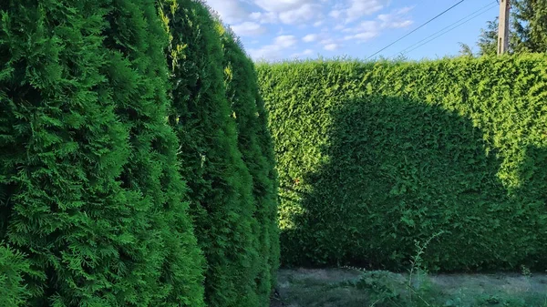 Freshly cut grass and decorative trimmed hedge in a well kept lawn. Beech hedge after a hedge trimming. Long green hedge with a lawn