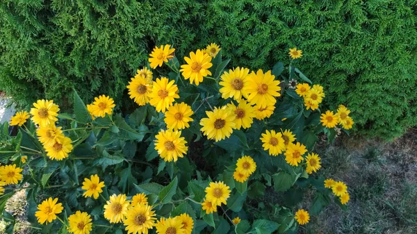 Жовта Квітка Ехінацеї Саду Літня Квітка Відкритому Повітрі Квітка Сонячний — стокове фото