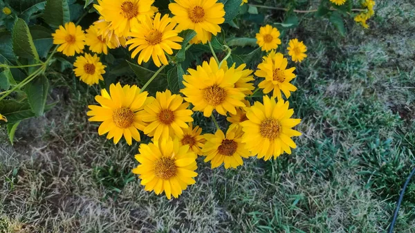 Fiore Echinacea Giallo Giardino Fiore Estivo Fiore All Aperto Nella — Foto Stock