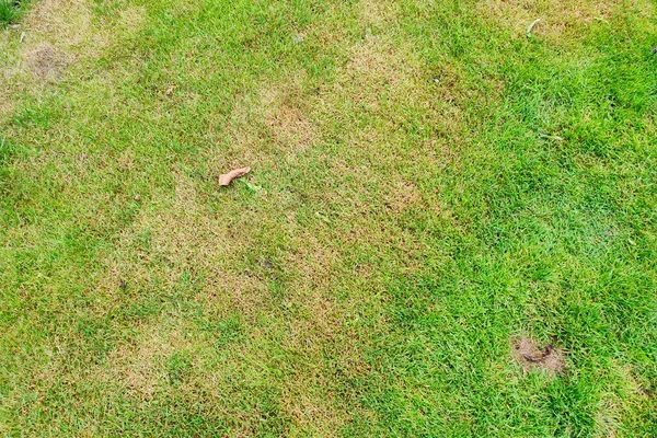 Prato Verde Con Punto Morto Malattia Causare Quantità Danni Prati — Foto Stock