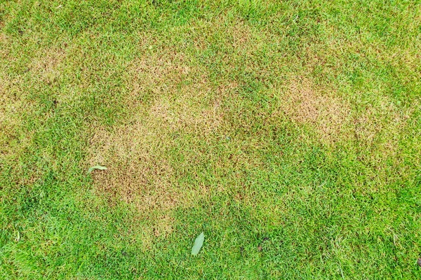 Ölü noktalı yeşil çimen. Hastalık yeşil çimlere ve kötü durumda çimlere zarar veriyor. Çim problemi