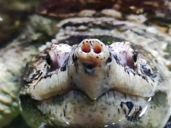 Turtle Aquapark Animal Underwater Tropical Turtle — Stockfoto