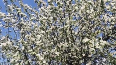 Full Bloom 'daki elma bahçesi. Bahar zamanı çiçek açan elma ağacı..