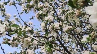 Full Bloom 'daki elma bahçesi. Bahar zamanı çiçek açan elma ağacı..