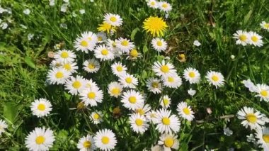 Papatya çiçeğinin yakın çekimi. Papatya tarlası Papatya çiçeklerinin yakın görüntüsü.