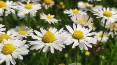 Papatya çiçeğinin yakın çekimi. Papatya tarlası Papatya çiçeklerinin yakın görüntüsü.