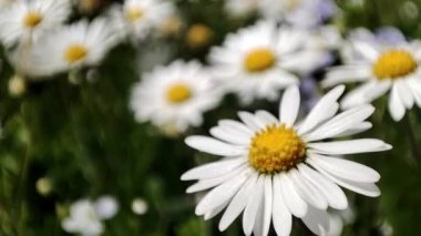 Papatya çiçeğinin yakın çekimi. Papatya tarlası Papatya çiçeklerinin yakın görüntüsü.