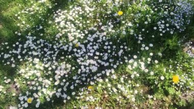 Papatya çiçeğinin yakın çekimi. Papatya tarlası Papatya çiçeklerinin yakın görüntüsü.