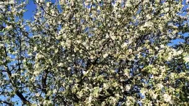 Apple Orchard Full Bloom Blooming Apple Tree Spring Time — Stock Video