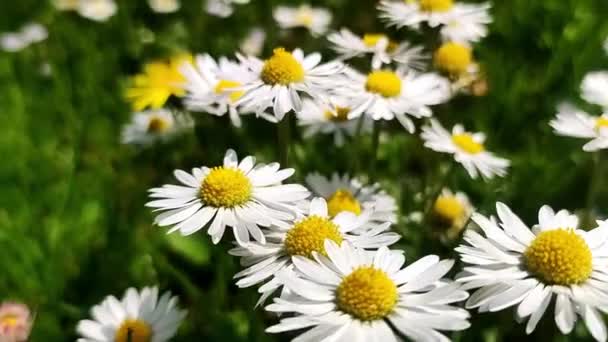 Primer Plano Una Flor Margarita Campo Manzanilla Cerrar Vista Una — Vídeos de Stock