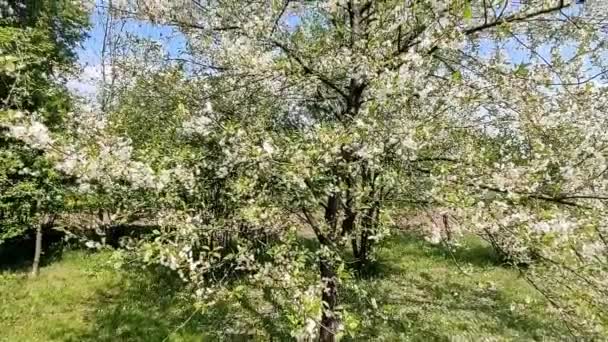 Wiosenne Kwiaty Wiśni Białe Kwiaty Kwitną Gałęziach Śliwek Drzewo — Wideo stockowe