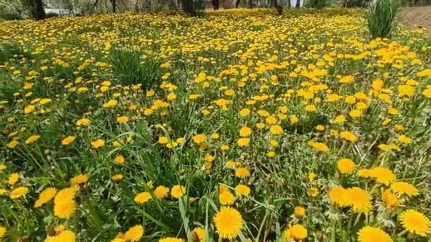Pradera Verano Flores Diente León Amarillo Cerca Entre Hierba Verde — Vídeos de Stock