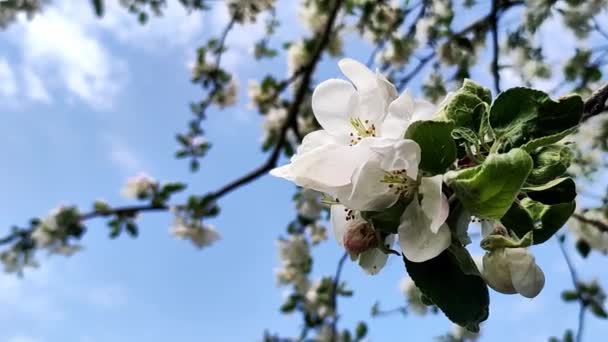 苹果园盛开 春天开花的苹果树 — 图库视频影像