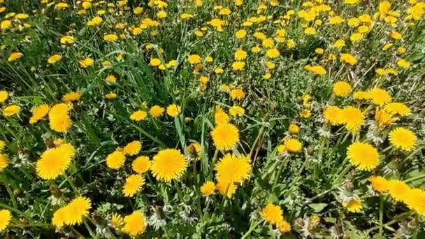 Θερινό Λιβάδι Κίτρινα Λουλούδια Πικραλίδα Close Μεταξύ Πράσινο Γρασίδι Taraxacum — Αρχείο Βίντεο
