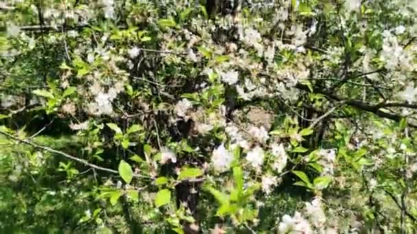 Wiosenne Kwiaty Wiśni Białe Kwiaty Kwitną Gałęziach Śliwek Drzewo Koncepcja — Wideo stockowe