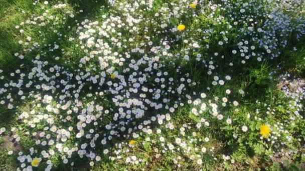 Κοντινό Πλάνο Ενός Λουλουδιού Μαργαρίτας Πεδίο Χαμομηλιού Κοντινό Πλάνο Θέα — Αρχείο Βίντεο