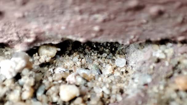 Mravenci Chodí Zemi Zavřít Makro Pohled Černý Mravenec Kopec Pracující — Stock video