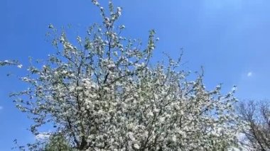 Full Bloom 'daki elma bahçesi. Bahar zamanı çiçek açan elma ağacı..