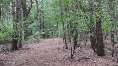 Sonbahar ormanı. Ağaç gövdesi dışarıda. Doğal çevre kavramı. Park görünümü arka planı