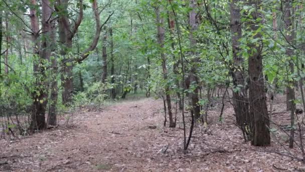 나무줄기 자연환경 공원의 — 비디오