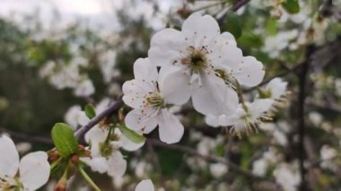 Full Bloom 'daki elma bahçesi. Bahar zamanı çiçek açan elma ağacı..