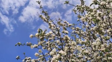 Full Bloom 'daki elma bahçesi. Bahar zamanı çiçek açan elma ağacı..