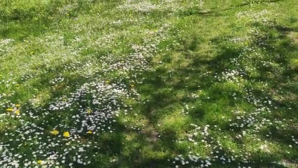 Zbliżenie Stokrotki Kwiat Pole Rumianku Zbliżenie Widok Stokrotki Kwiaty — Wideo stockowe