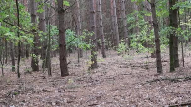 Осінній Ліс Стовбур Дерева Відкритому Повітрі Концепція Природного Середовища Фон — стокове відео
