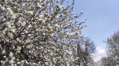 Full Bloom 'daki elma bahçesi. Bahar zamanı çiçek açan elma ağacı..