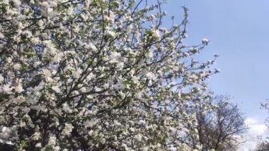 Full Bloom 'daki elma bahçesi. Bahar zamanı çiçek açan elma ağacı..