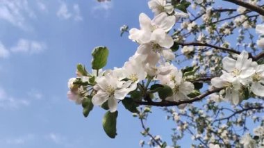 Full Bloom 'daki elma bahçesi. Bahar zamanı çiçek açan elma ağacı..
