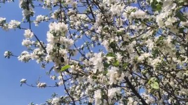 Full Bloom 'daki elma bahçesi. Bahar zamanı çiçek açan elma ağacı..