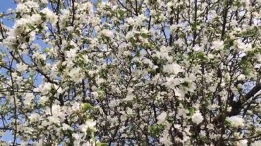 Full Bloom 'daki elma bahçesi. Bahar zamanı çiçek açan elma ağacı..