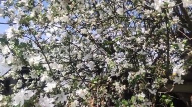 Full Bloom 'daki elma bahçesi. Bahar zamanı çiçek açan elma ağacı..