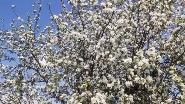 Full Bloom Daki Elma Bahçesi Bahar Zamanı Çiçek Açan Elma — Stok video