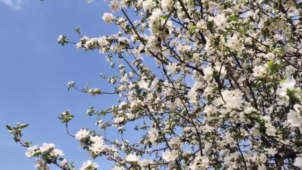 Full Bloom Daki Elma Bahçesi Bahar Zamanı Çiçek Açan Elma — Stok video