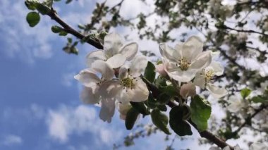Full Bloom 'daki elma bahçesi. Bahar zamanı çiçek açan elma ağacı..
