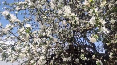 Full Bloom 'daki elma bahçesi. Bahar zamanı çiçek açan elma ağacı..