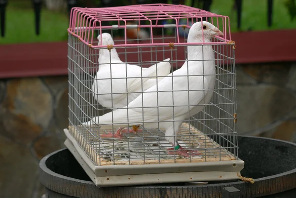 Pigeons in a cage — Stock Photo, Image