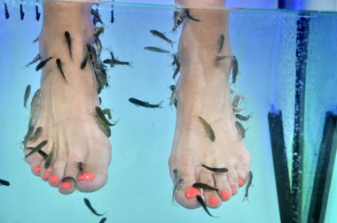 Fish spa pedicure with the fish rufa garra clipart