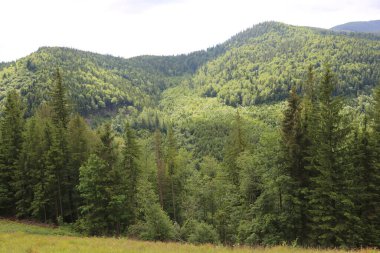 Dağlık tepeleri, sıradağları, ağaçlık yamaçları olan Karpatlar manzarası