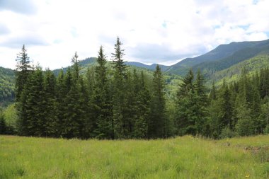 Dağlık tepeleri, sıradağları, ağaçlık yamaçları olan Karpatlar manzarası