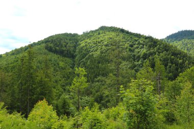 Dağlık tepeleri, sıradağları, ağaçlık yamaçları olan Karpatlar manzarası