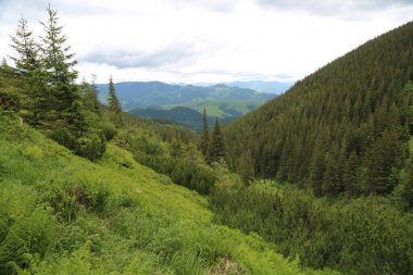 Dağlık tepeleri, sıradağları, ağaçlık yamaçları olan Karpatlar manzarası