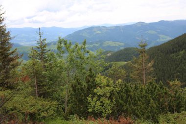 Dağlık tepeleri, sıradağları, ağaçlık yamaçları olan Karpatlar manzarası