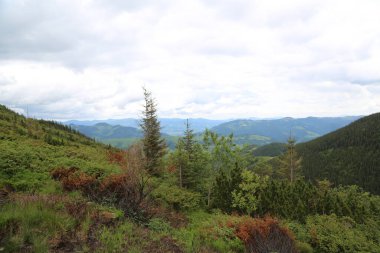 Dağlık tepeleri, sıradağları, ağaçlık yamaçları olan Karpatlar manzarası