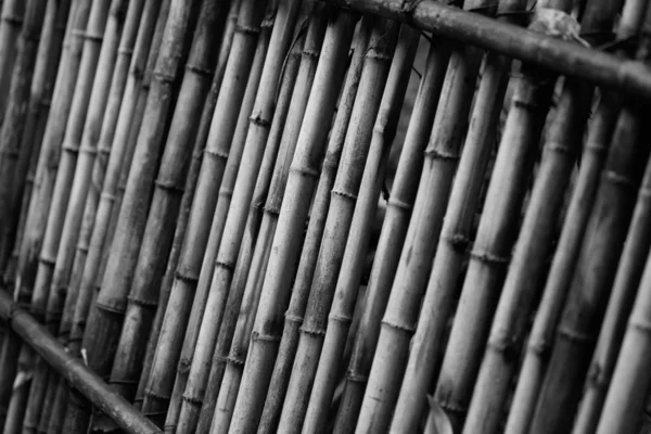 Bamboo china — Stock Photo, Image