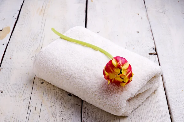 Towel and tulip — Stock Photo, Image