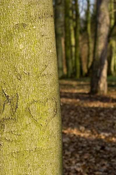 Serce rzeźbione w drzewie — Zdjęcie stockowe