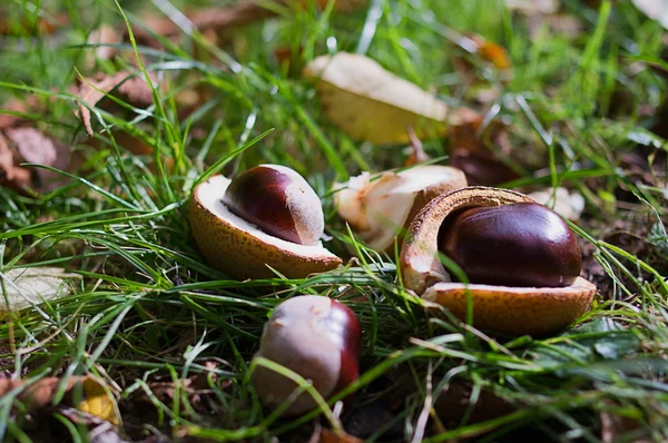 Castanhas — Fotografia de Stock